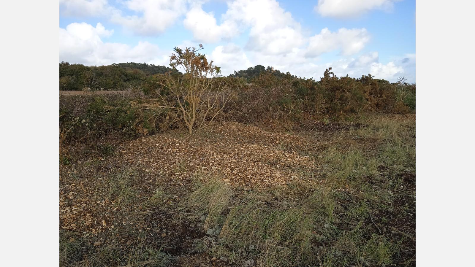 N2000_TG_Gestion du Séneçon3