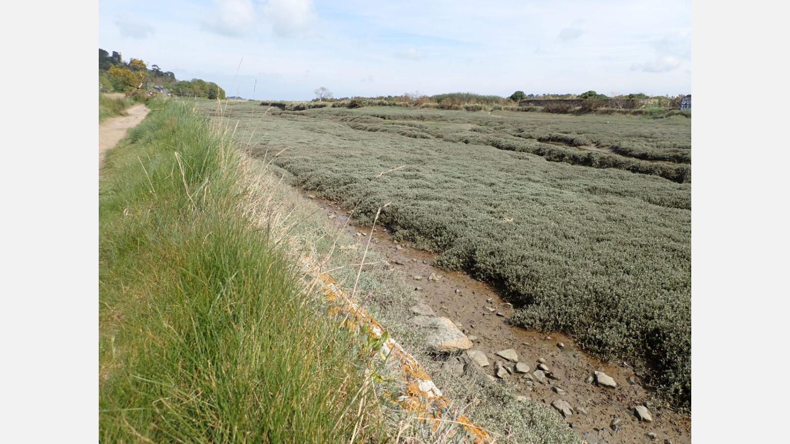 N2000_TG_Gestion du Séneçon