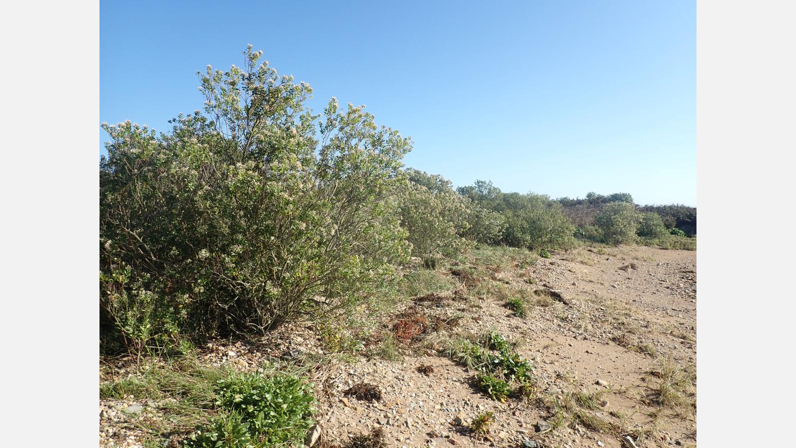 N2000_TG_Gestion du Séneçon2