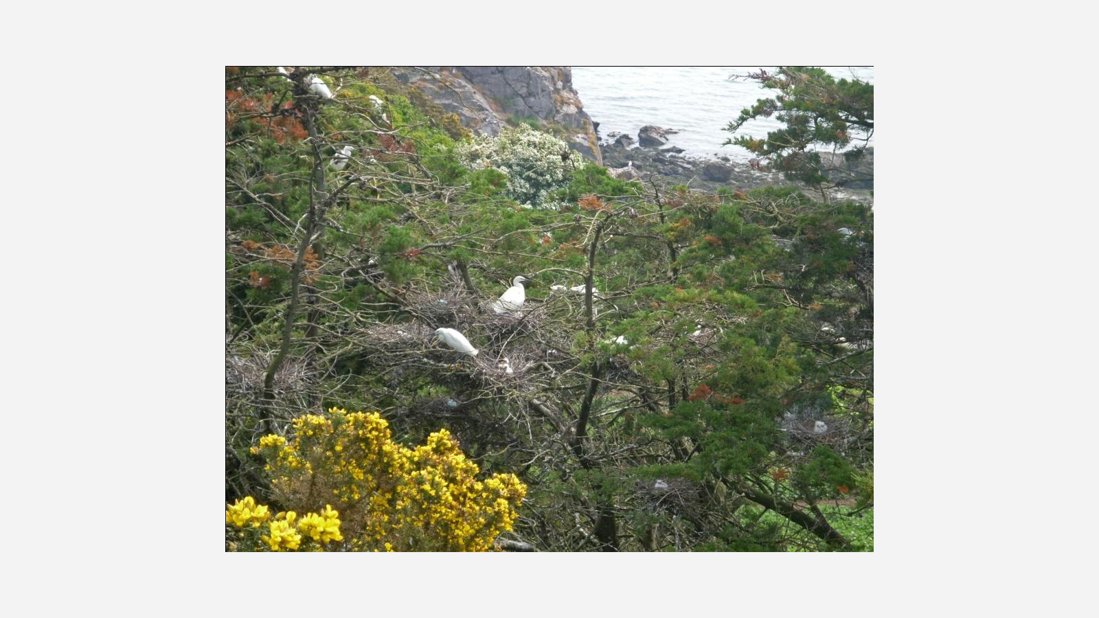 aigrette.png