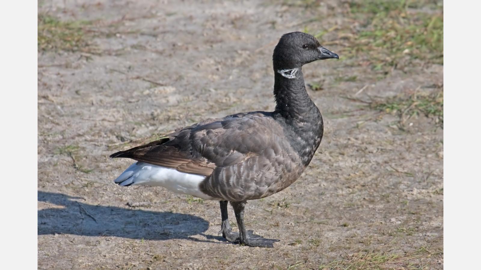 brent_goose.jpg