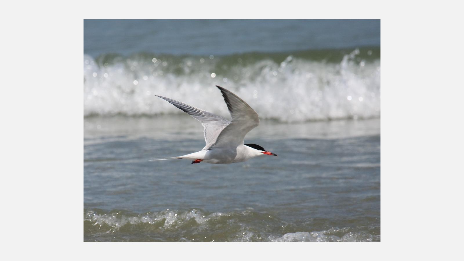 common-tern.jpg