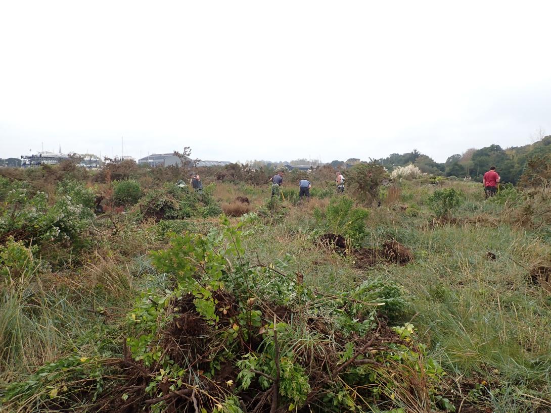 N2000_TG-Gestion du Séneçon